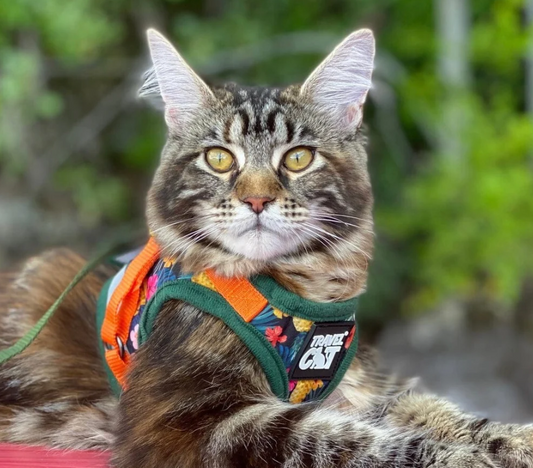 Travel Cat Hawaiian Shirt Harness & Leash MD