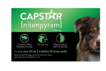 Pet IQ Capstar Flea Dog 25# and up Single
