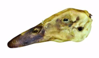 Gaines Family Duck Head