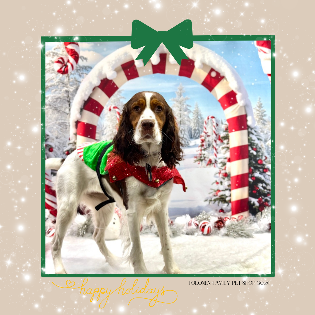 Christmas/Winter 2025 Photo Shoot