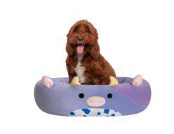 Squishmallow Bubba Cow Bed 30"
