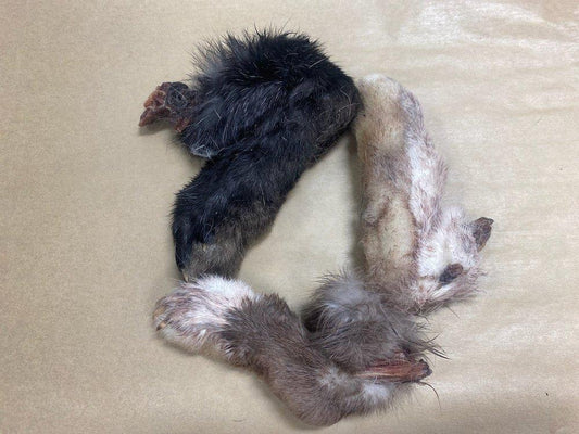 WTR Rabbit Foot