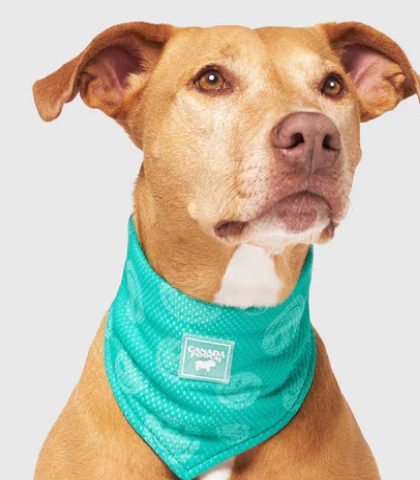 Canada Pooch Cooling Bandana Green Smiley SM