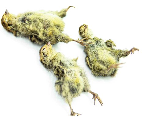 WTR Quail Chick Weeks Old 4pk