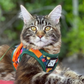 Travel Cat Hawaiian Shirt Harness & Leash MD