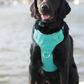 BayDog Harness Chesapeake Sea Foam LG