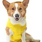 Canada Pooch Torrential Tracker - Yellow 12