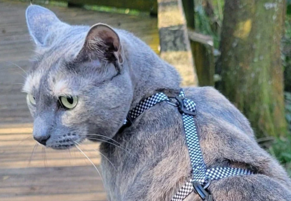 Travel Cat Day Tripper Harness & Bungee Checkered