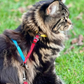 Travel Cat Day Tripper Harness & Bungee Color