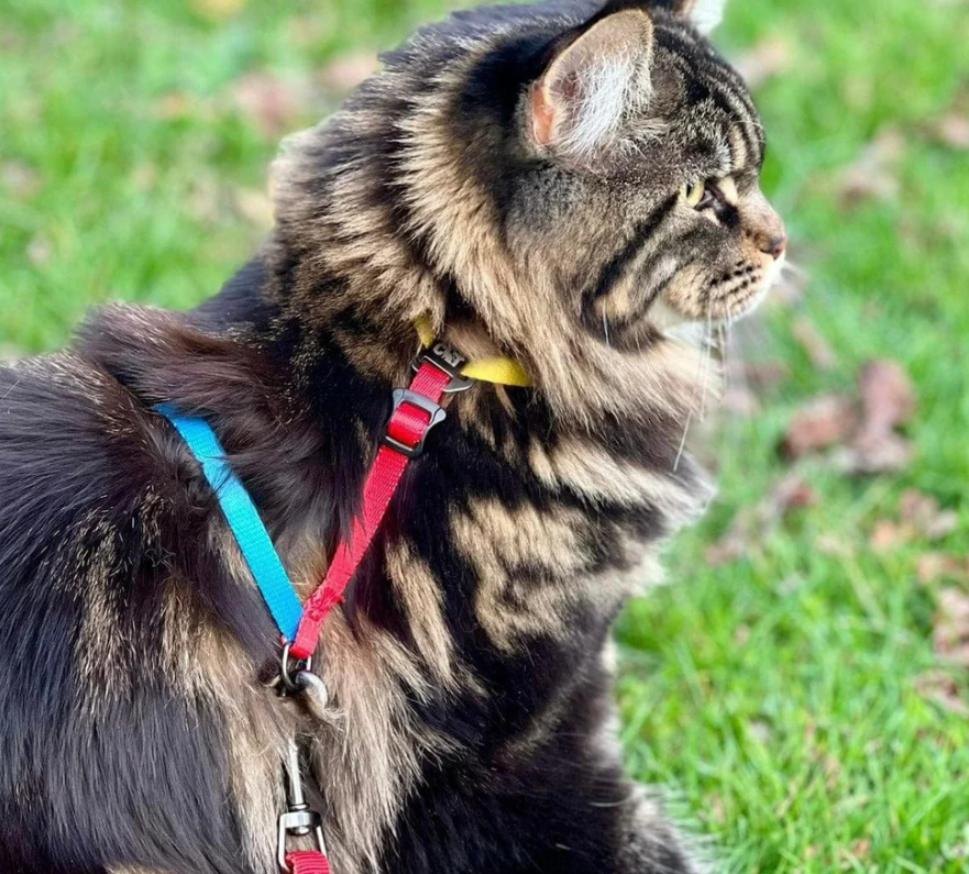 Travel Cat Day Tripper Harness & Bungee Color