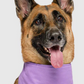 Canada Pooch Cooling Bandana Purple Smiley LG