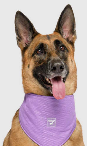 Canada Pooch Cooling Bandana Purple Smiley LG