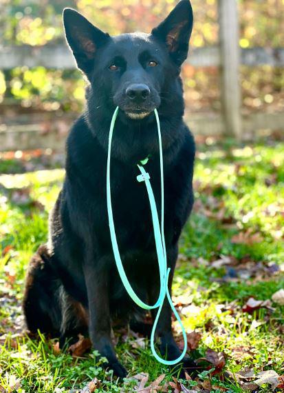 Toast 6ft Leash - Periwinkle