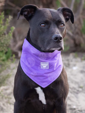 Canada Pooch Cooling Bandana Purple Smiley LG