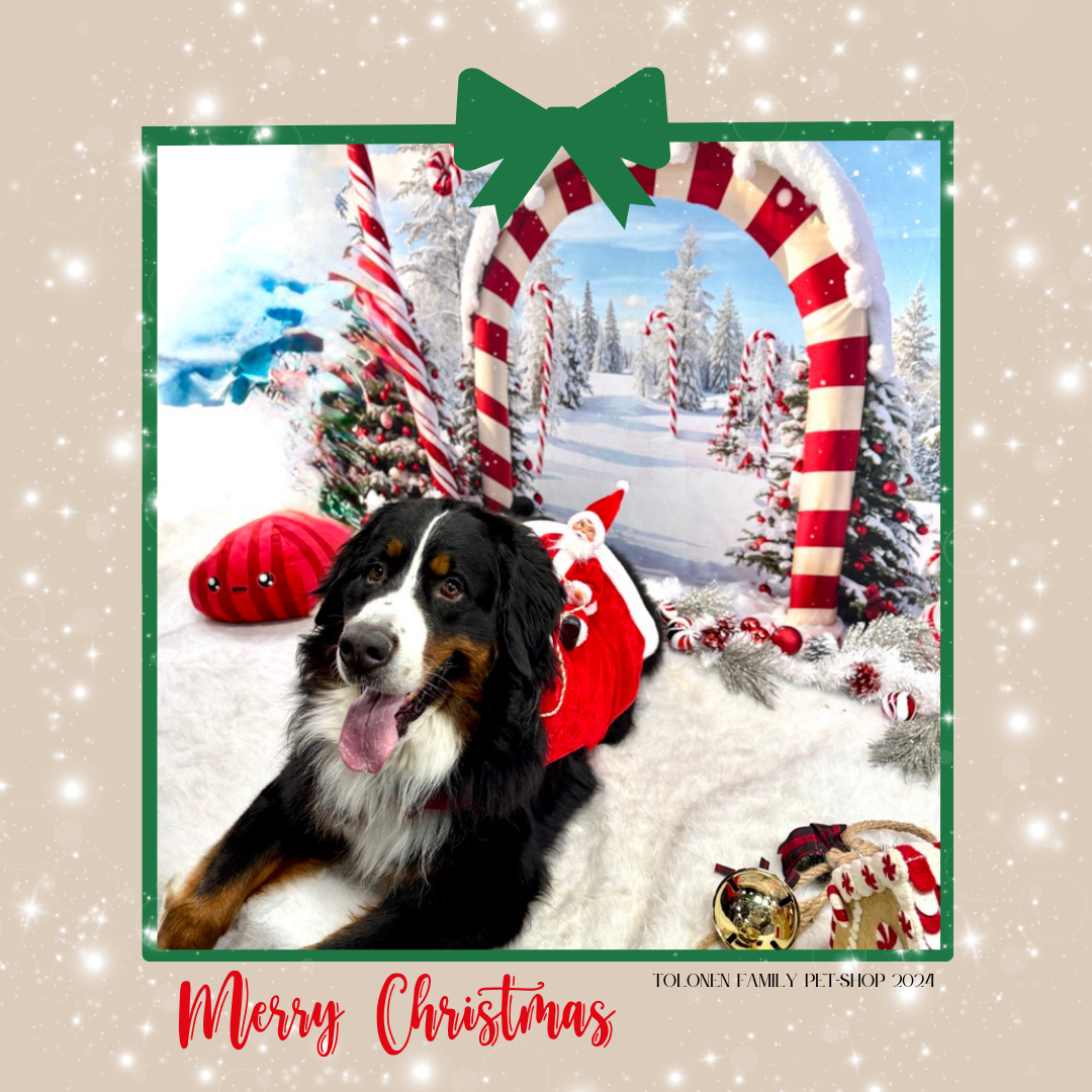 Christmas/Winter 2025 Photo Shoot