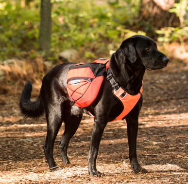 BayDog Saranac Backpack MD Orange