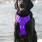 BayDog Harness Chesapeake Purple Rain MD