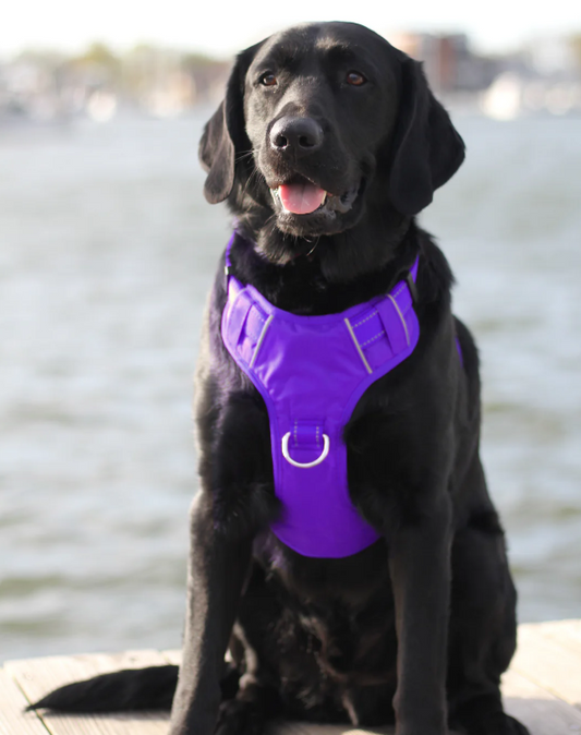 BayDog Harness Chesapeake Purple Rain MD