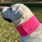 BayDog Cooling Collar Artic Bay Pink MD