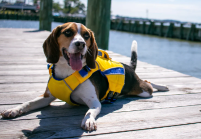 BayDog Life Jacket SM