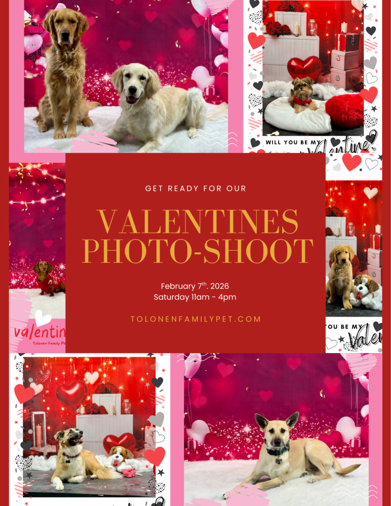 Valentine Photo Shoot