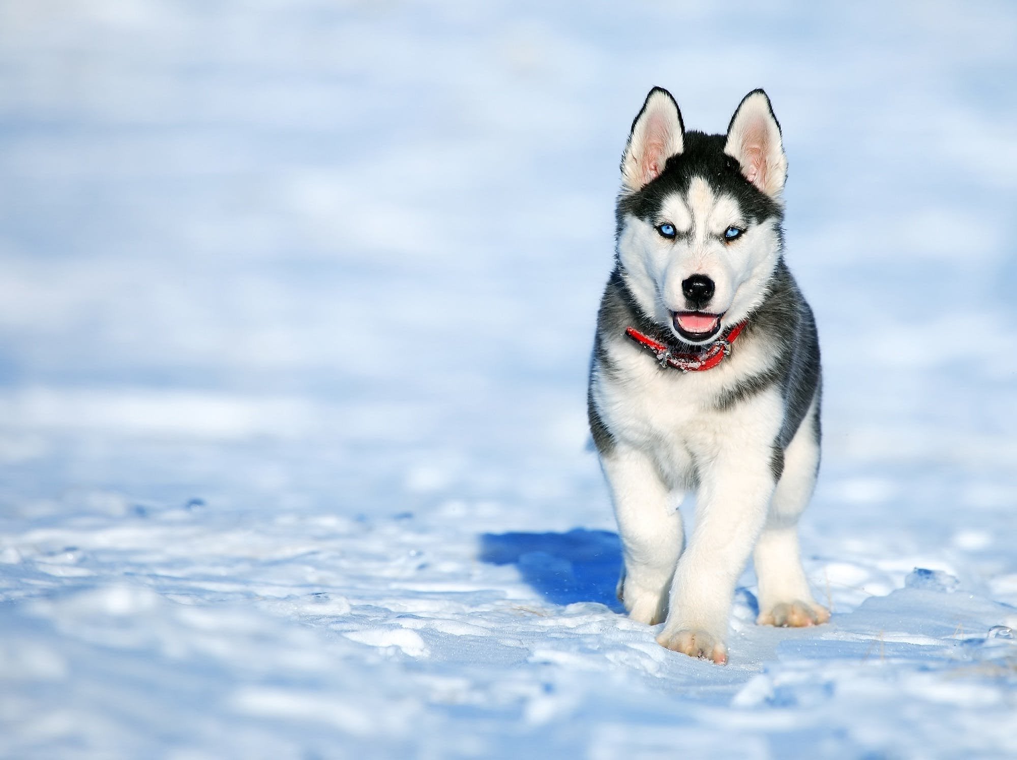 Husky dog clearance shop near me