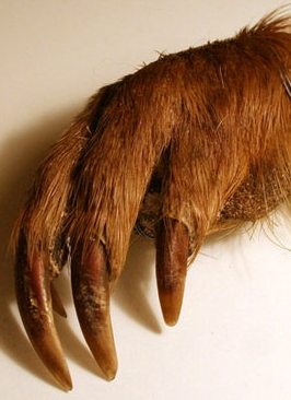 WTR Beaver Paw