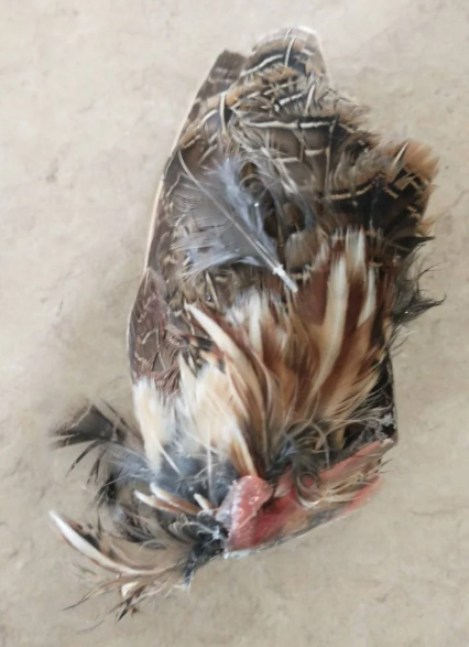 WTR Jumbo Quail w/ Feathers