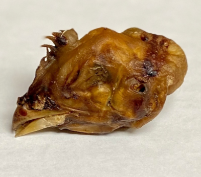 WTR Chicken Head SM